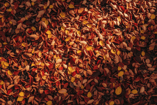 Ayurvedic Skincare for Autumn - OmAyur Wellness