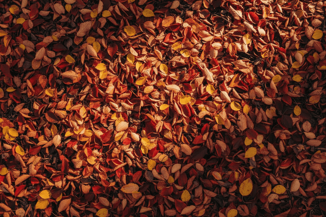 Ayurvedic Skincare for Autumn - OmAyur Wellness