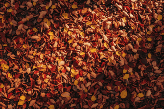 Ayurvedic Skincare for Autumn - OmAyur Wellness