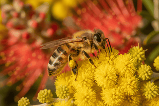 Ayurvedic Spring Rituals for Australia: Awakening the Senses Gently - OmAyur Wellness