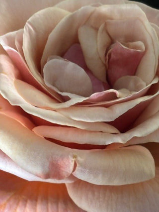 Luxurious Rose Skincare by OmVeda: Generations of Natural Beauty Products - OmAyur Wellness