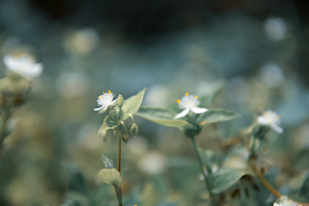 Close-up of small white flowers with green leaves on a blurred natural background