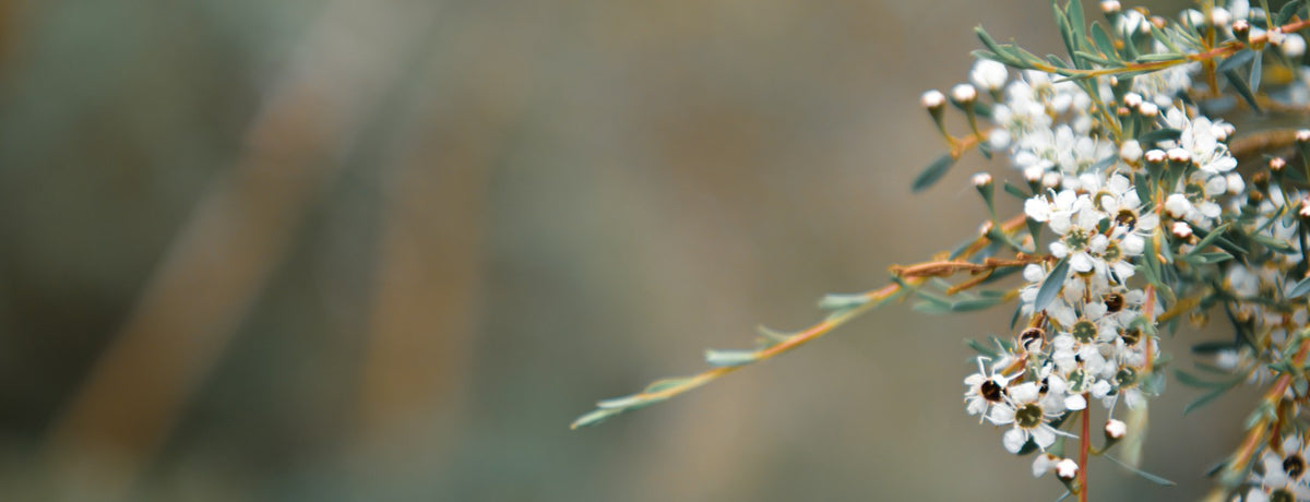 Branch of small white blossoms against a soft green background