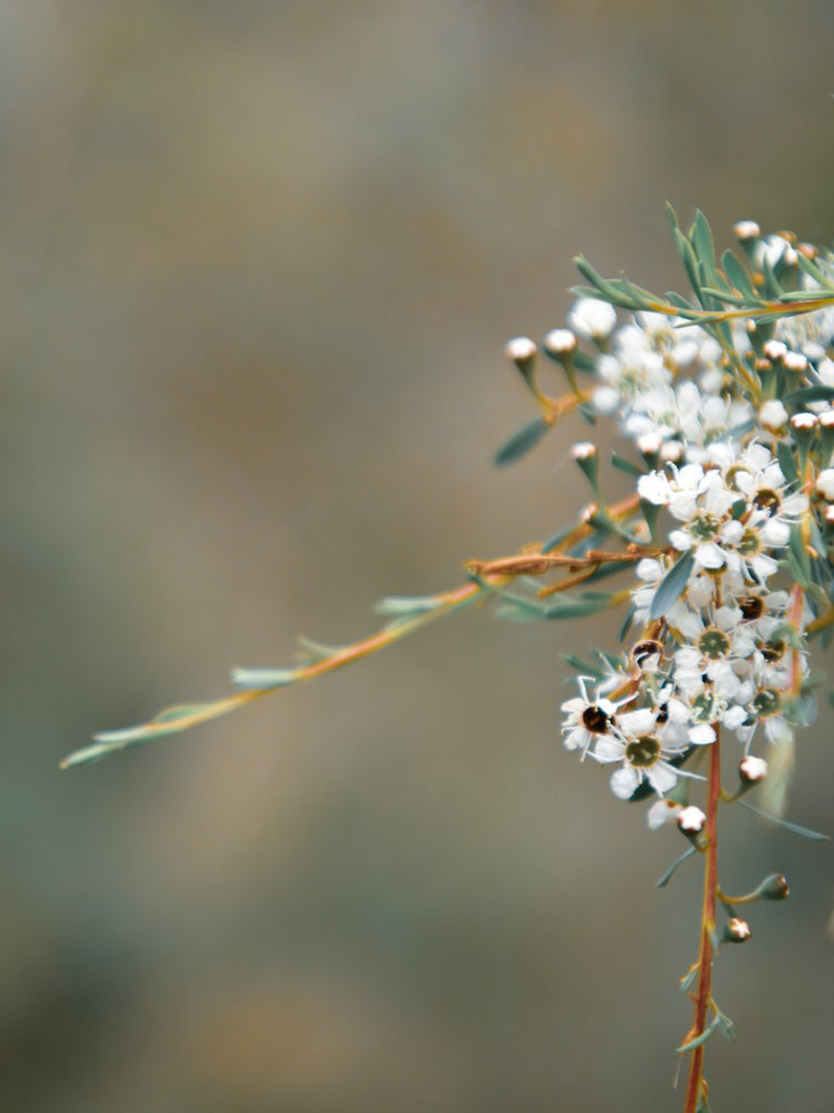 A close-up photograph of a flowering branch with clusters of small white blossoms, green leaves, and thin brown stems against a soft, blurred natural background.