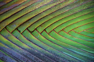 Palm frond with symmetrical diagonal lines creating a chevron pattern.